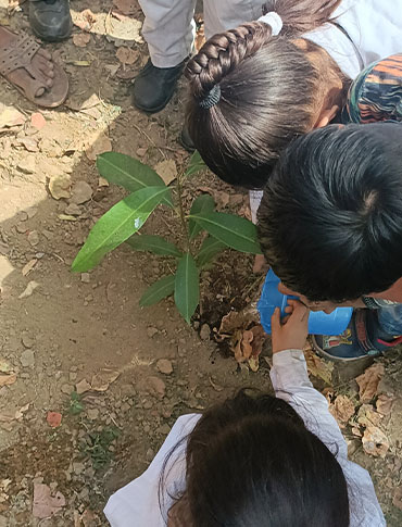 Tree Plantation